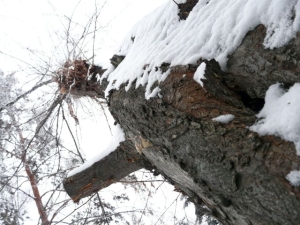 besneeuwd boompje