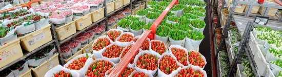 bloemen op steigers in Aalsmeer