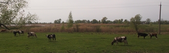 grazing cows in a meadow